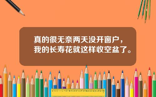 真的很无奈两天没开窗户，我的长寿花就这样收空盆了。